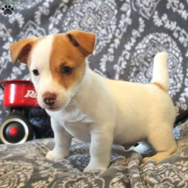 Harry, Jack Russell Terrier Puppy