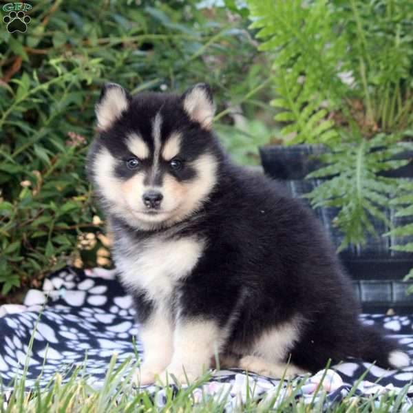 Harvey, Pomsky Puppy