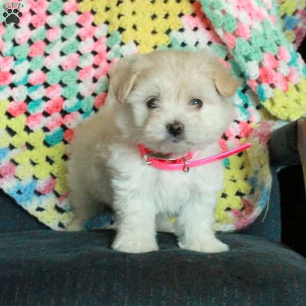 Hattie, Maltese Puppy