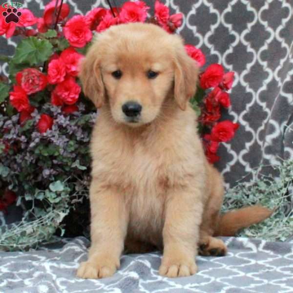 Hayes, Golden Retriever Puppy