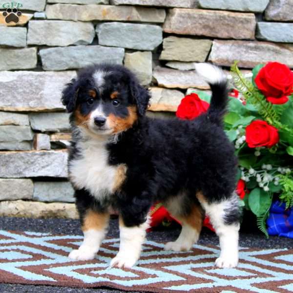 Hazel, Mini Bernedoodle Puppy