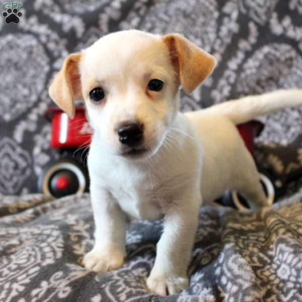 Hector, Jack Russell Terrier Puppy