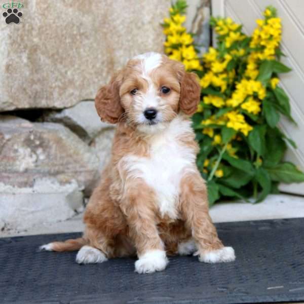 Heidi-F1B, Mini Goldendoodle Puppy