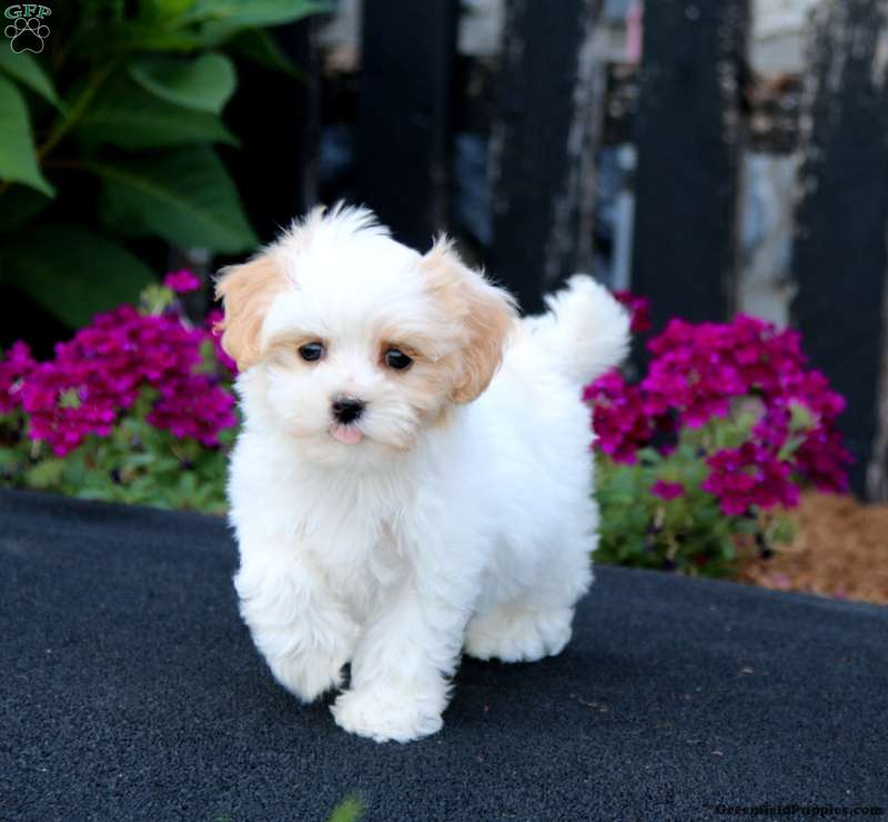 Heidi Maltipoo Puppy For Sale in Pennsylvania