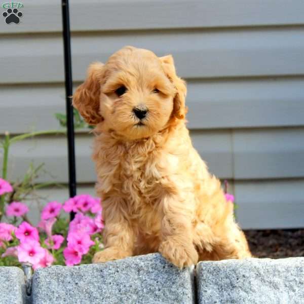 Hellen, Miniature Poodle Mix Puppy