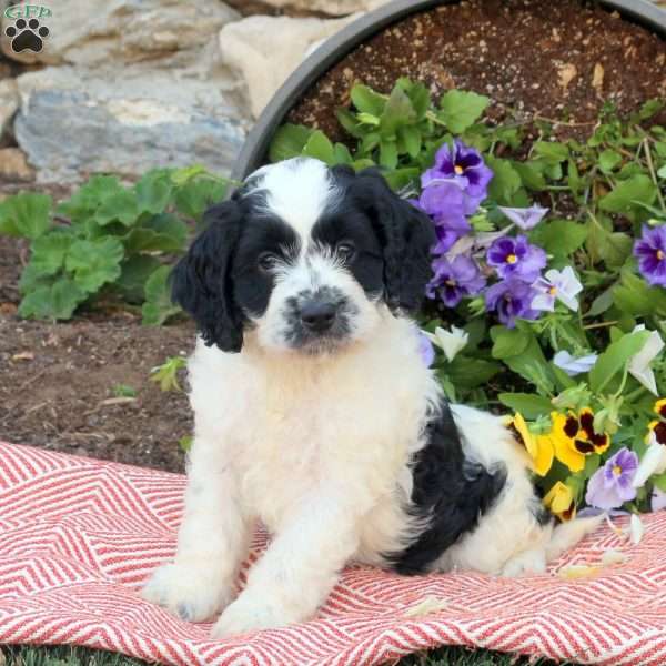 Henry, Cockapoo Puppy