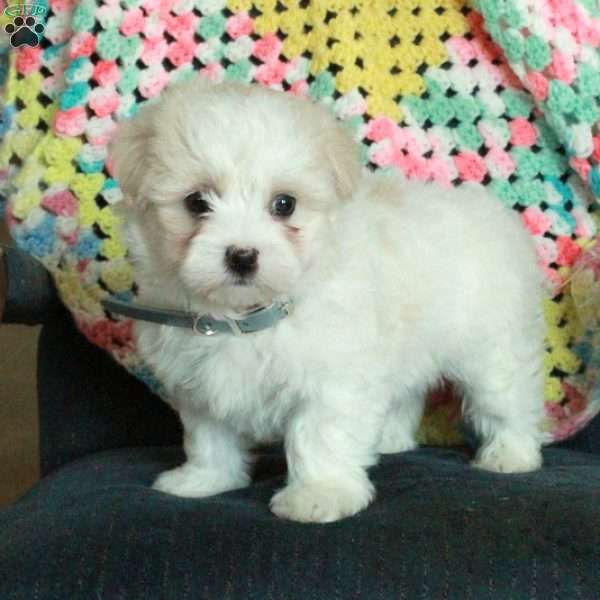 Hero, Maltese Puppy