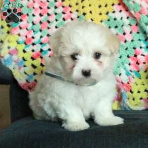 Hero, Maltese Puppy