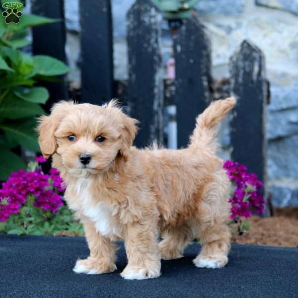 Hero, Maltipoo Puppy