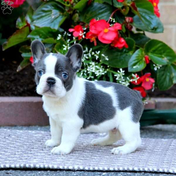 Hero, French Bulldog Puppy