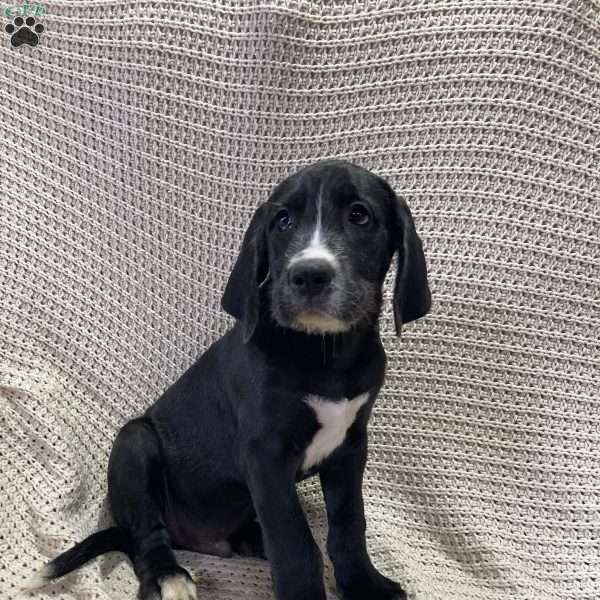 Hobbs, Great Dane Mix Puppy