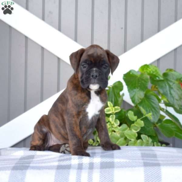 Holly, Boxer Puppy