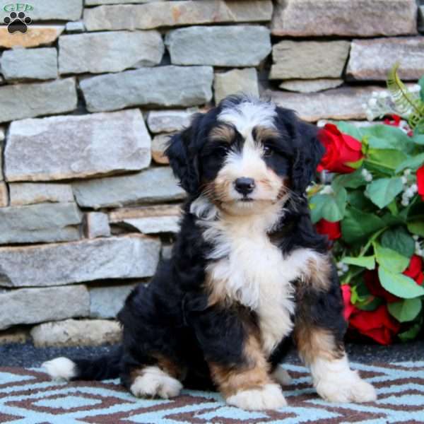 Holly, Mini Bernedoodle Puppy