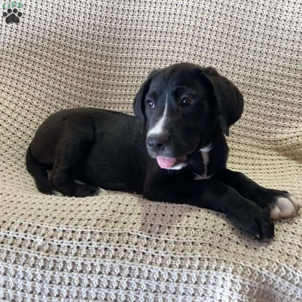 Holly, Great Dane Mix Puppy