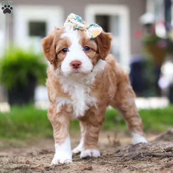 Honey, Mini Bernedoodle Puppy