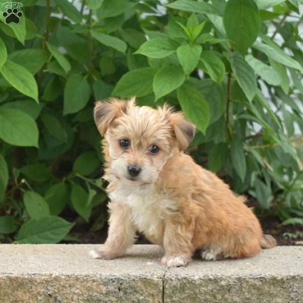 Honey, Yorkie-Chon Puppy