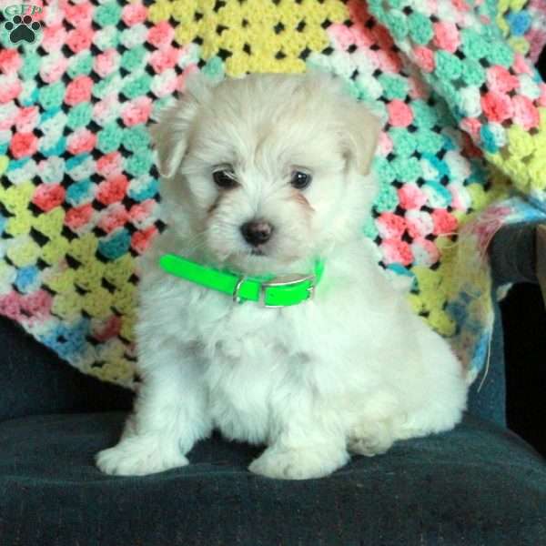 Honey, Maltese Puppy