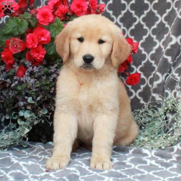 Honey, Golden Retriever Puppy