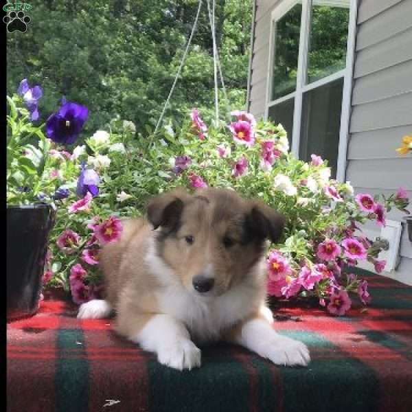 Honey, Collie Puppy
