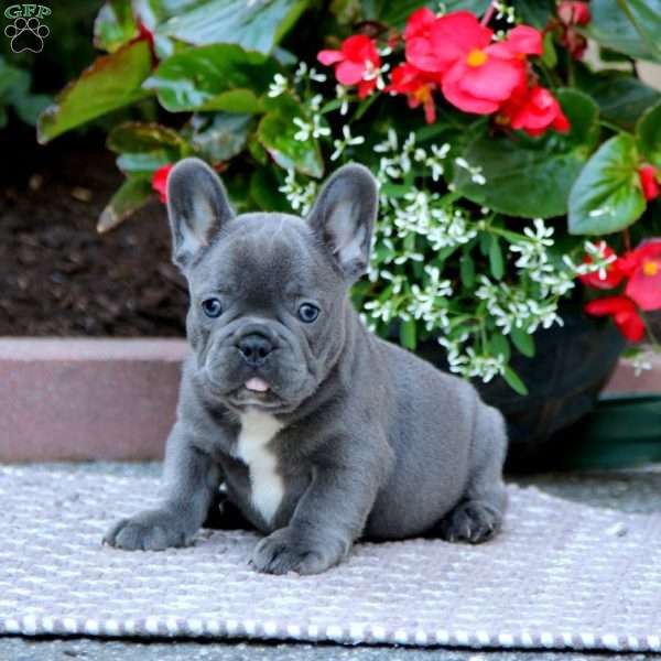 Howie, French Bulldog Puppy