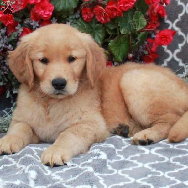 Hudson, Golden Retriever Puppy