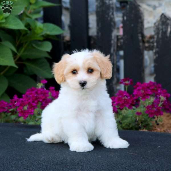 Hudson, Maltipoo Puppy