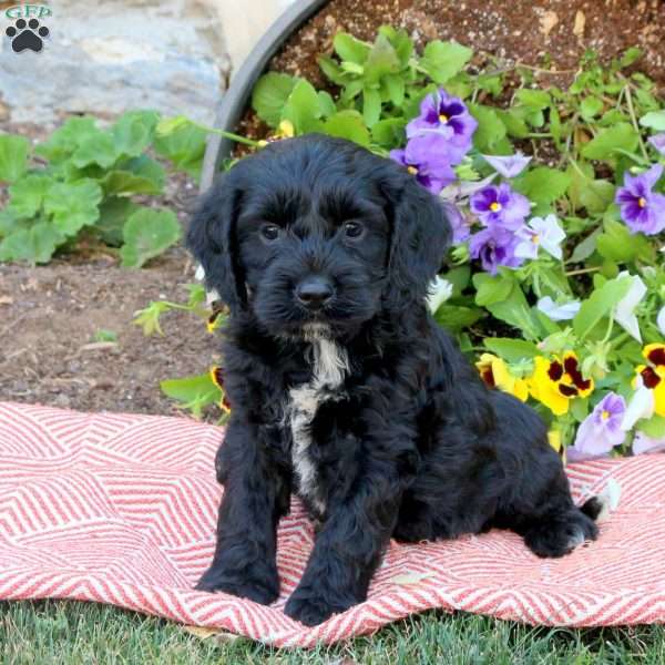 Hugo, Cockapoo Puppy