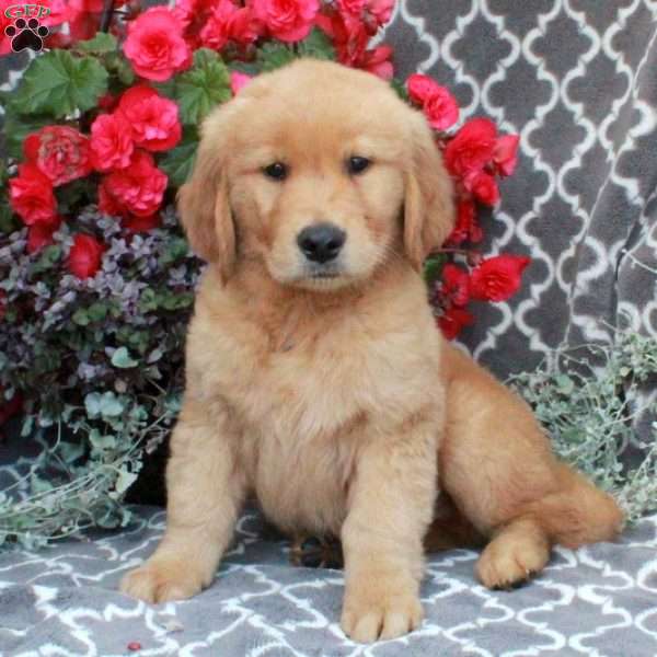 Hugo, Golden Retriever Puppy