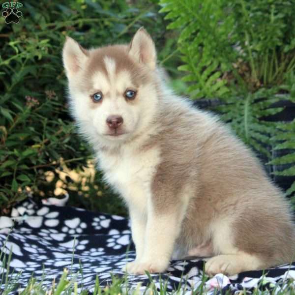 Hugo, Pomsky Puppy