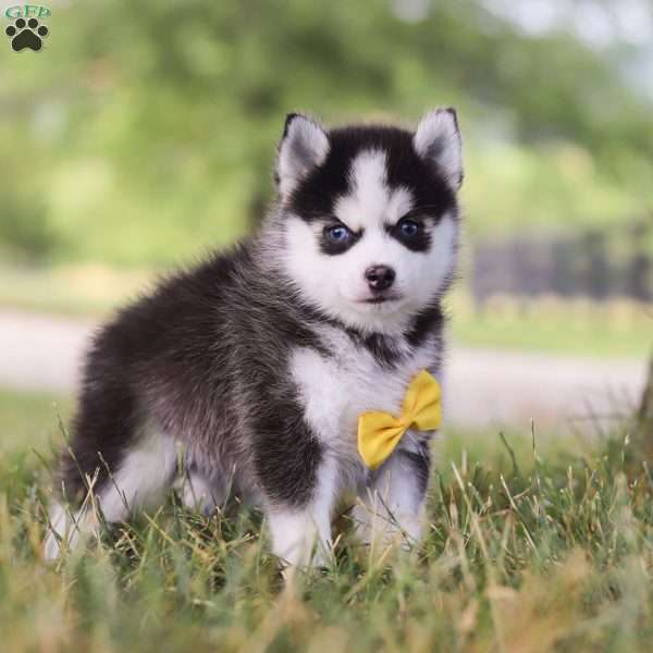 Hunter, Pomsky Puppy