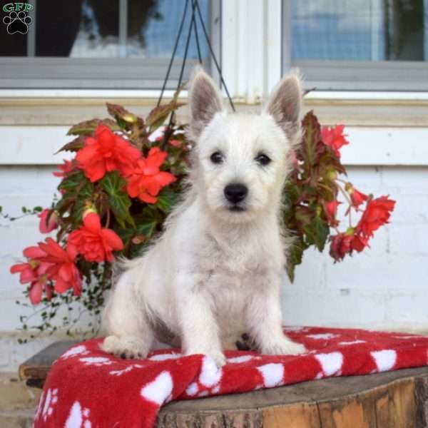 Hunter, West Highland Terrier Puppy