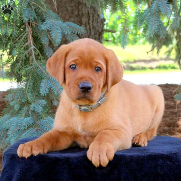 Hunter, Fox Red Labrador Retriever Puppy