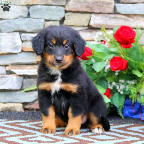 Hunter, Mini Bernedoodle Puppy