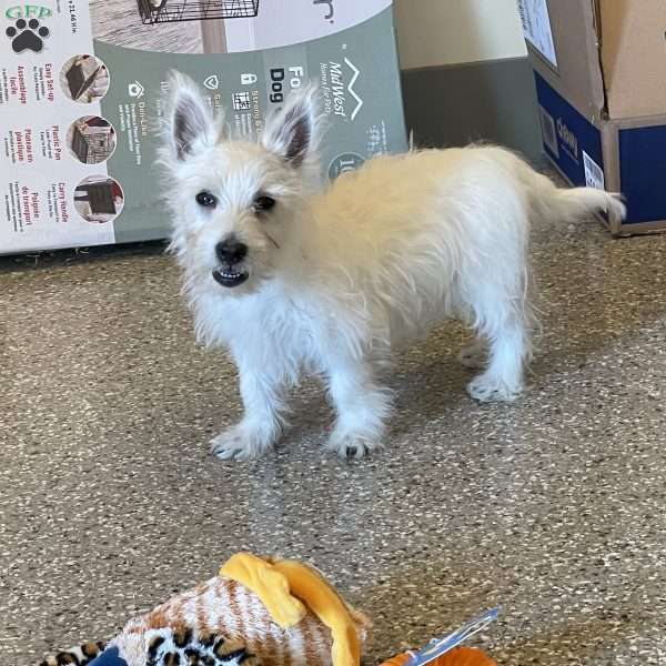 Julie, West Highland Terrier Puppy