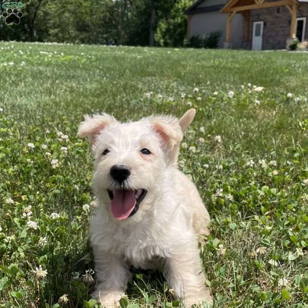 Sterling, Scottish Terrier Puppy