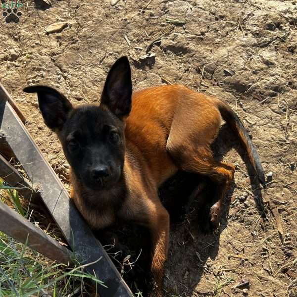 Indio, Belgian Malinois Puppy