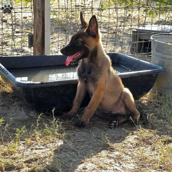 Iker, Belgian Malinois Puppy