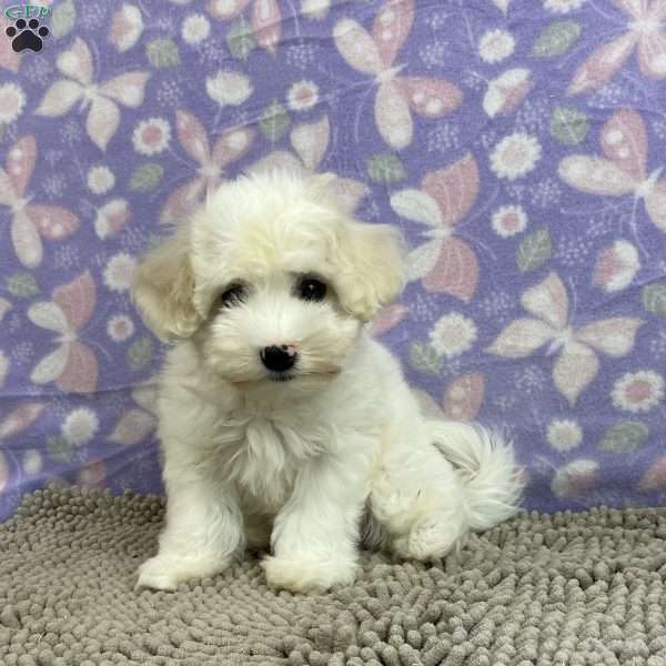 Megan, Coton de Tulear Puppy