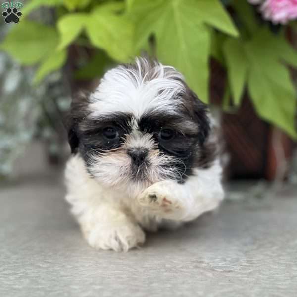 Jersey, Shih Tzu Puppy