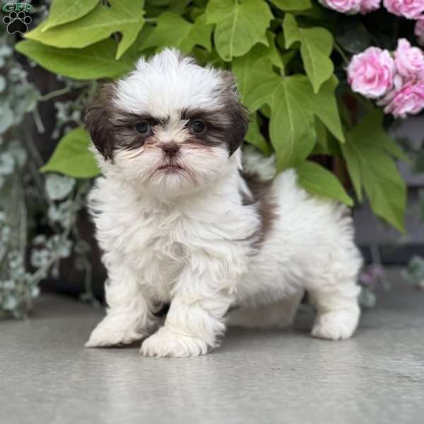 Jamie, Shih Tzu Puppy