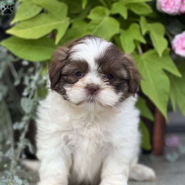 Jazz, Shih Tzu Puppy