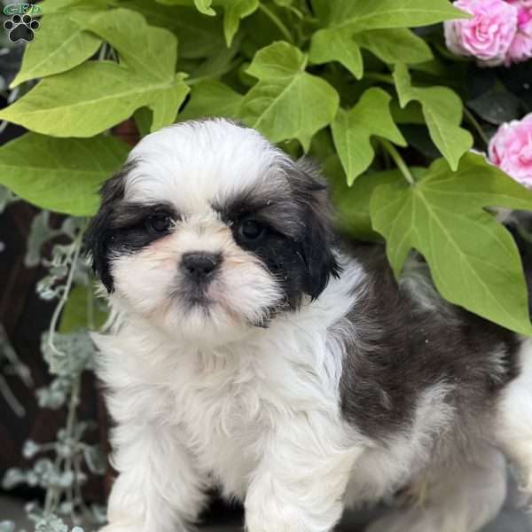 Jette, Shih Tzu Puppy