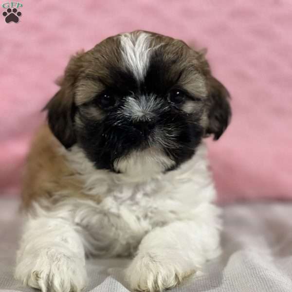 Janey, Shih Tzu Puppy