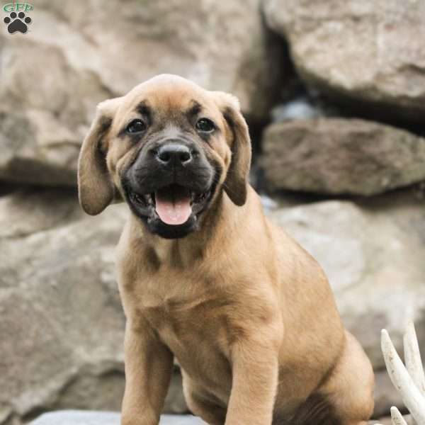 Bentley, Boxador Puppy