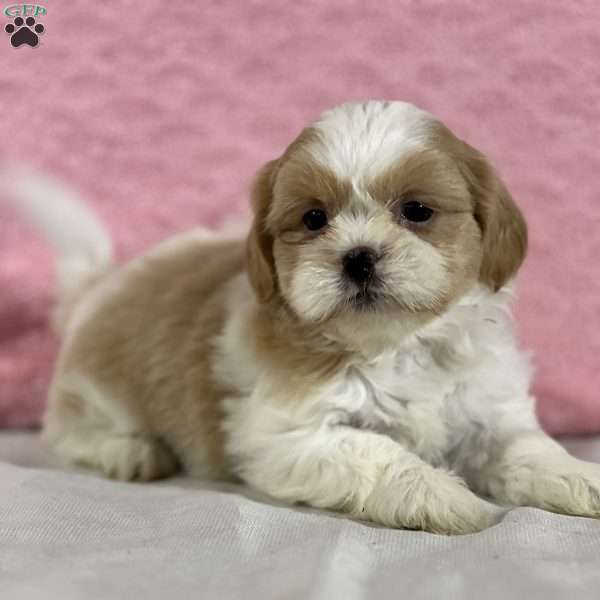 Jackie, Shih Tzu Puppy