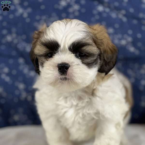 Jimmy, Shih Tzu Puppy