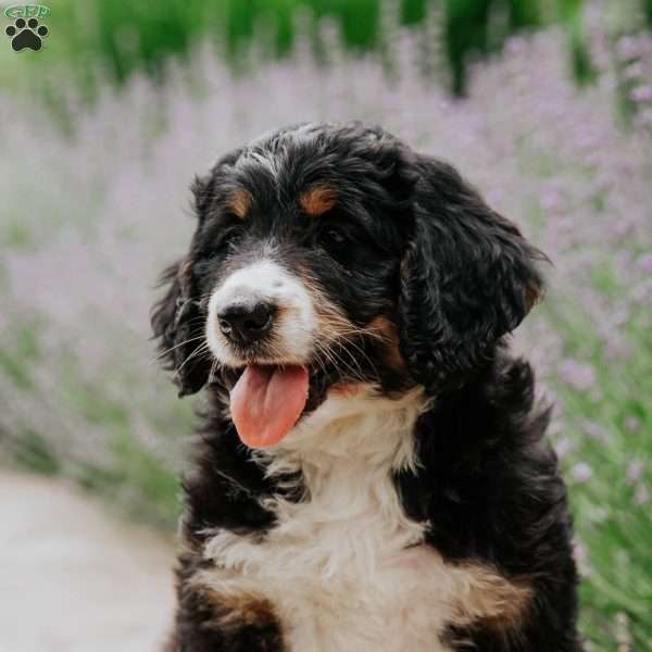 Sherrie, Bernedoodle Puppy