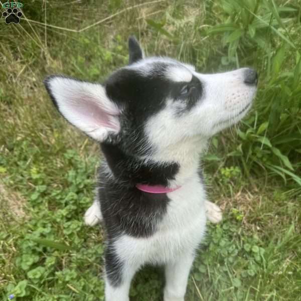 Emma, Siberian Husky Puppy