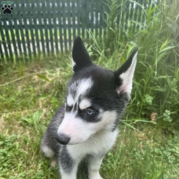 Maxx, Siberian Husky Puppy