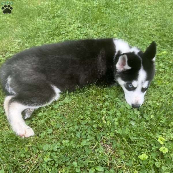 Zeus, Siberian Husky Puppy